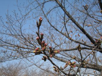 「桜」２０１１年３月２９日.jpg